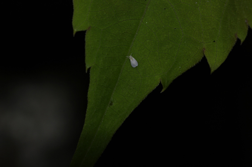 Insettini bianchi (Trialeurodes vaporariorum)